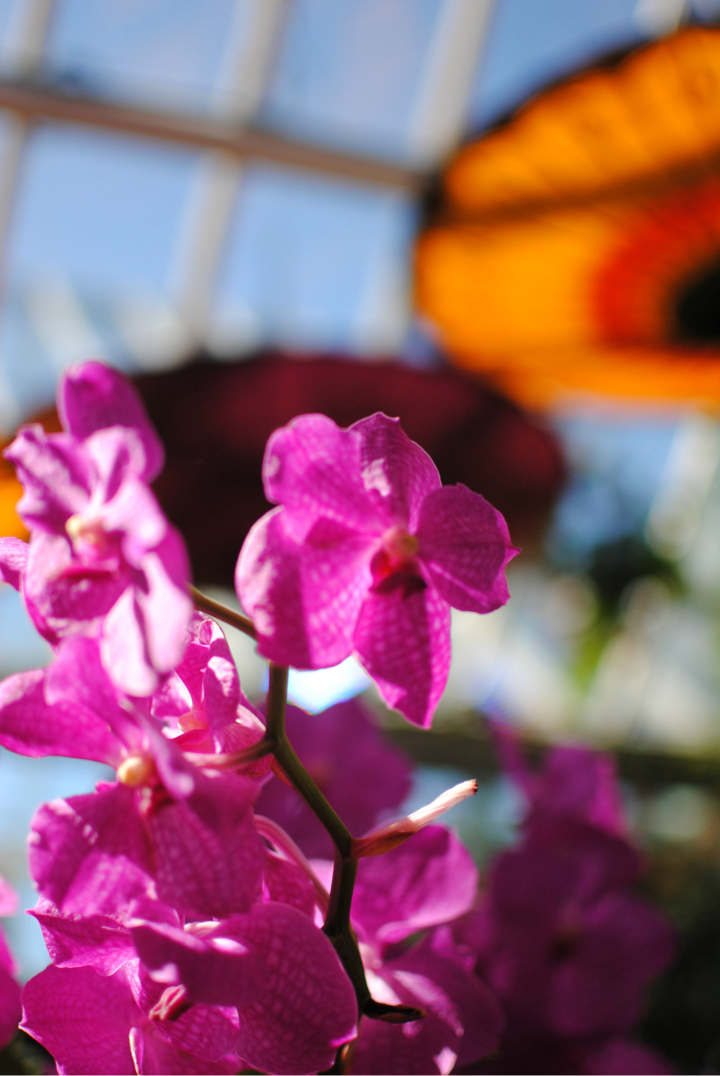 Chicago-Botanic-Garden-Orchid-Show-Vanessa-Lambert-What-Would-V-wear