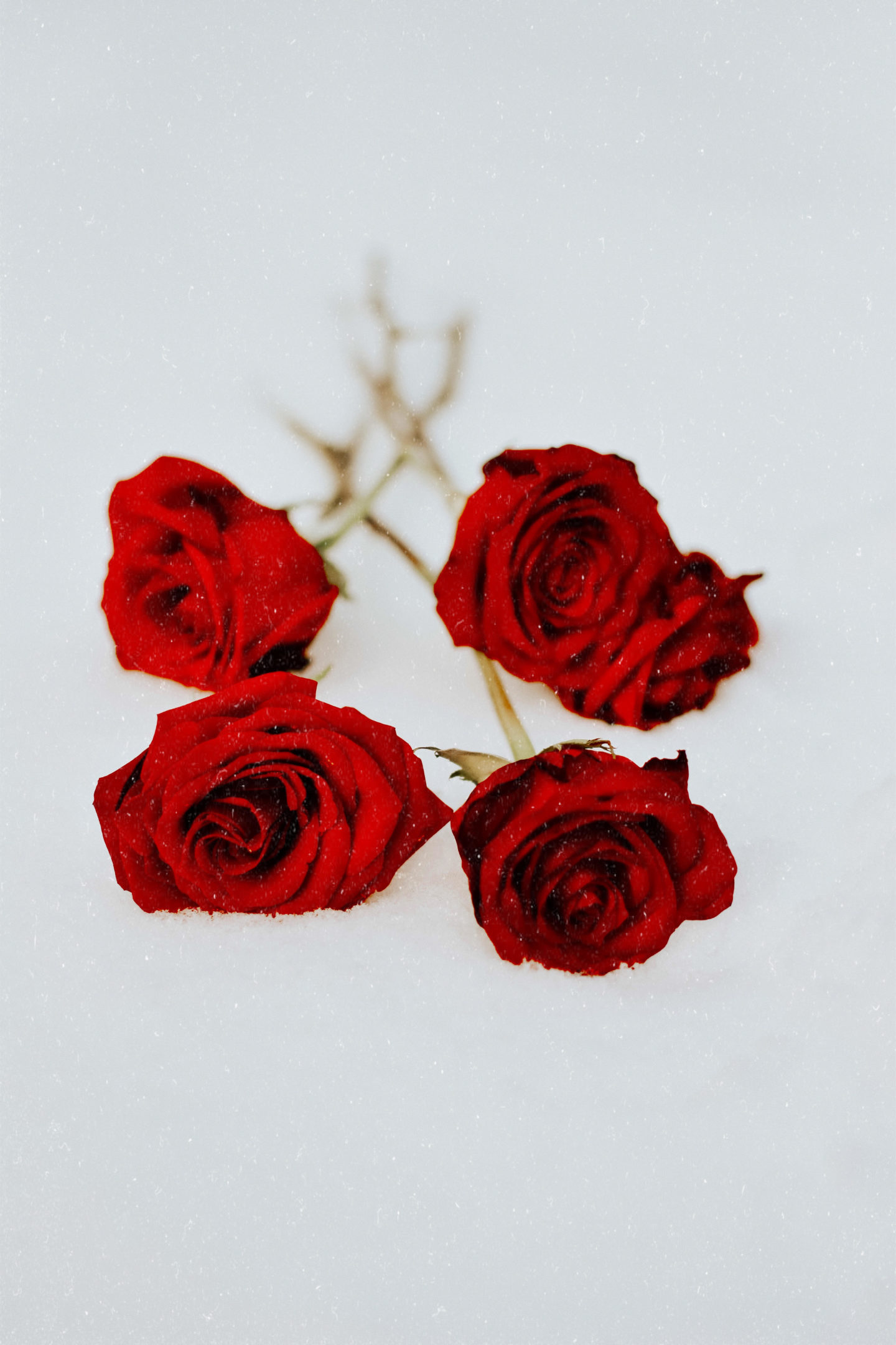  red-roses-snow-winter-wonderland-whatwouldvwear.vanessa-lambert